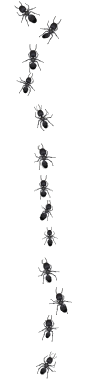 Una secuencia de 12 hormigas negras arrastrándose en línea recta de arriba a abajo sobre un fondo blanco liso.