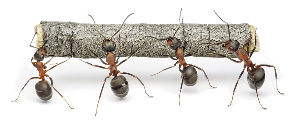 Fotografía de cuatro hormigas rojas con cabeza y abdomen negros, trepando por una ramita gris con textura. Las hormigas tienen patas largas y delgadas y están dispuestas en una sola fila a lo largo de la ramita.